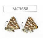 Dodona durga. China, Yunnan, Xiangerila, Mt.Meilixueshan. 2M. MC3658.