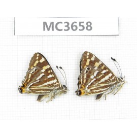 Dodona durga. China, Yunnan, Xiangerila, Mt.Meilixueshan. 2M. MC3658.