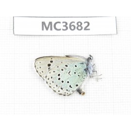 Maculinea arion. China, Qinghai, Haidong, Hualong county.1M. MC3682.
