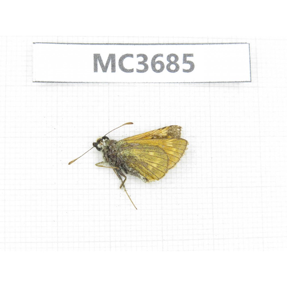 Ochlodes sp. China, Qinghai, Haidong, Hualong county. 1M. MC3685.