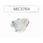 Glaucopsyche lycormas. China, Gansu, Lanzhou, Yuzhong county, Mt.Xinglongshan. 1M. MC3704.