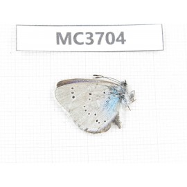 Glaucopsyche lycormas. China, Gansu, Lanzhou, Yuzhong county, Mt.Xinglongshan. 1M. MC3704.