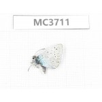 Glaucopsyche lycormas. China, Xinjang, Hami area, N of Hami, Mt.Tianshan. 1M. MC3711.