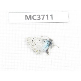 Glaucopsyche lycormas. China, Xinjang, Hami area, N of Hami, Mt.Tianshan. 1M. MC3711.