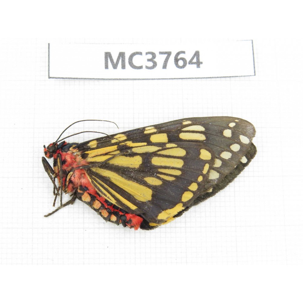 Arctiidae sp. China, NW of Yunnan, Xiangerila area, Weixi county, N of Mt.Yunling. 1F. MC3764.