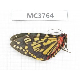 Arctiidae sp. China, NW of Yunnan, Xiangerila area, Weixi county, N of Mt.Yunling. 1F. MC3764.
