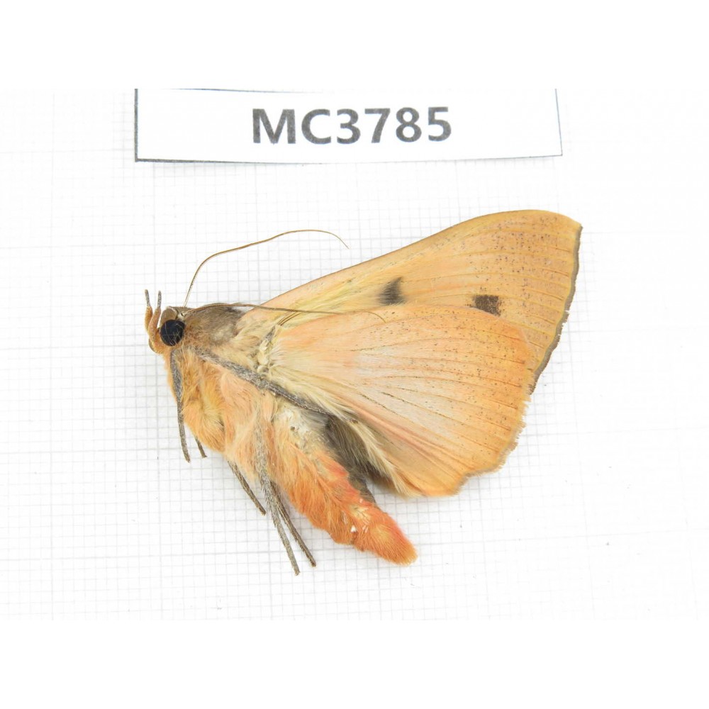 Noctuidae sp. China, Sichuan, Aba area, Lixian county. 1Pcs. MC3785.