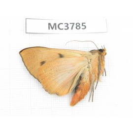 Noctuidae sp. China, Sichuan, Aba area, Lixian county. 1Pcs. MC3785.