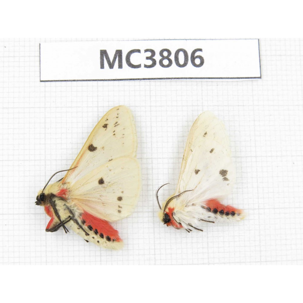 Arctiidae sp. China, NW of Yunnan, Xiangerila area, S of Weixi county. 2Pcs. MC3806.