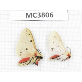 Arctiidae sp. China, NW of Yunnan, Xiangerila area, S of Weixi county. 2Pcs. MC3806.