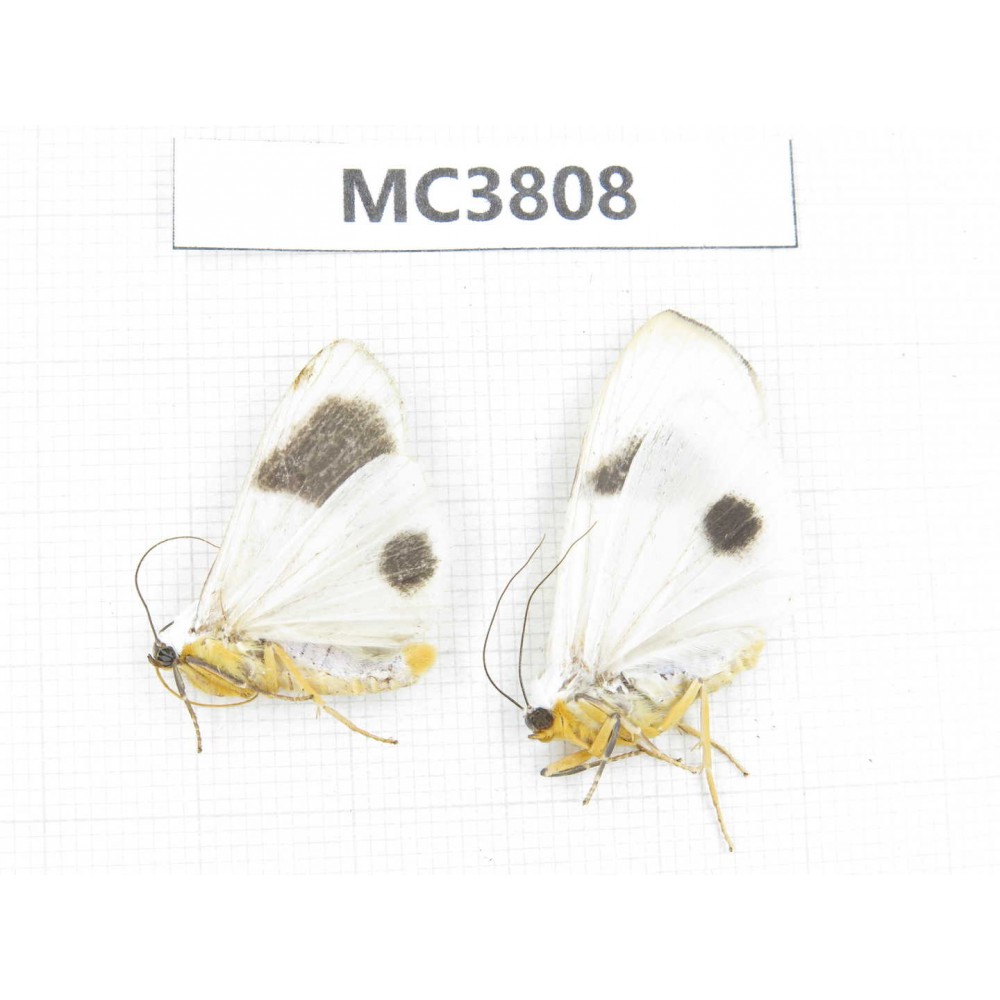 Arctiidae sp. China, NW of Yunnan, Xiangerila area, S of Weixi county. 2Pcs. MC3808.