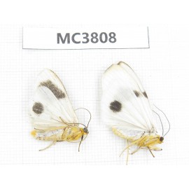 Arctiidae sp. China, NW of Yunnan, Xiangerila area, S of Weixi county. 2Pcs. MC3808.