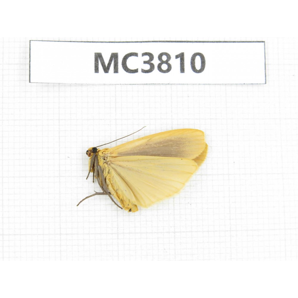 Arctiidae sp. China, NW of Yunnan, Xiangerila area, S of Weixi county. 1Pcs. MC3810.