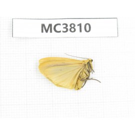 Arctiidae sp. China, NW of Yunnan, Xiangerila area, S of Weixi county. 1Pcs. MC3810.