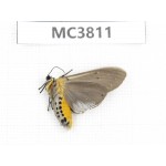 Arctiidae sp. China, NW of Yunnan, Xiangerila area, S of Weixi county. 1Pcs. MC3811.