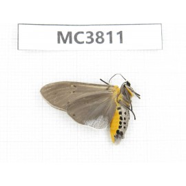 Arctiidae sp. China, NW of Yunnan, Xiangerila area, S of Weixi county. 1Pcs. MC3811.