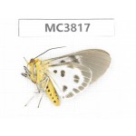 Arctiidae sp. China, NW of Yunnan, Xiangerila area, S of Weixi county. 1Pcs. MC3817.