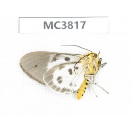 Arctiidae sp. China, NW of Yunnan, Xiangerila area, S of Weixi county. 1Pcs. MC3817.