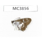 Daimio tethys. China, S of Henan, Xinyang, Mt.Jigongshan. 1M. MC3856.