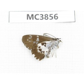 Daimio tethys. China, S of Henan, Xinyang, Mt.Jigongshan. 1M. MC3856.