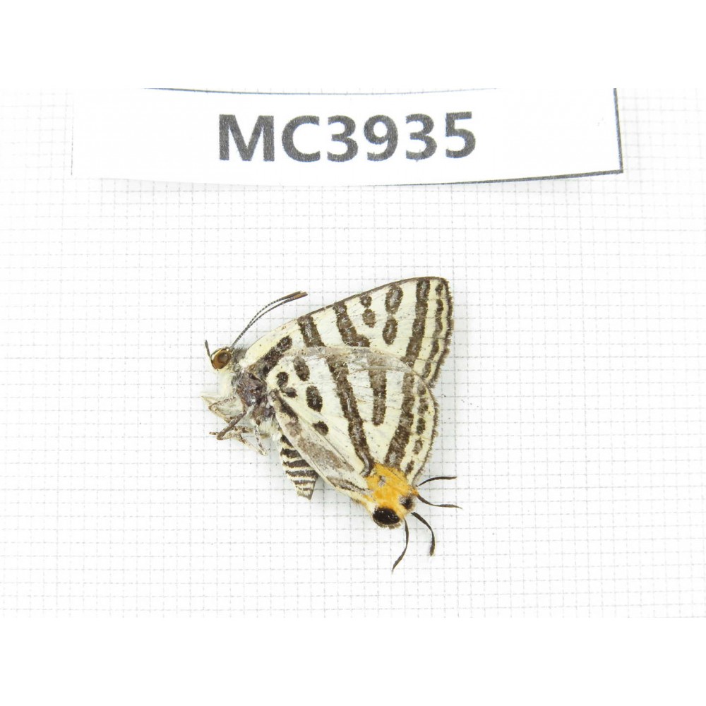 Spindasis syama. China, S of Gansu, Longnan, Kangxian county. 1M. MC3935.