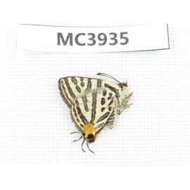 Spindasis syama. China, S of Gansu, Longnan, Kangxian county. 1M. MC3935.