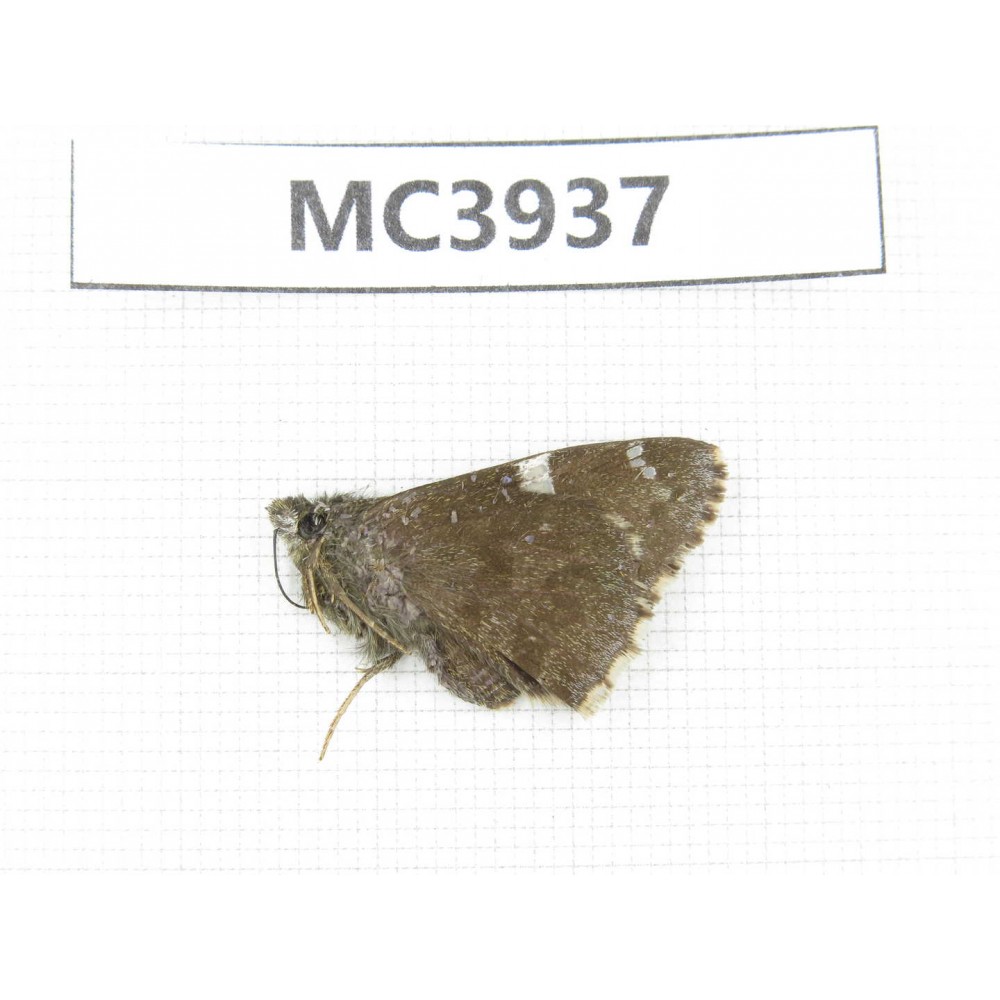 Lobocla bifasciata. China, E of Gansu, Pingliang area, Jingchuan county.1M. MC3937.