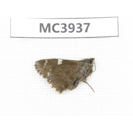 Lobocla bifasciata. China, E of Gansu, Pingliang area, Jingchuan county.1M. MC3937.