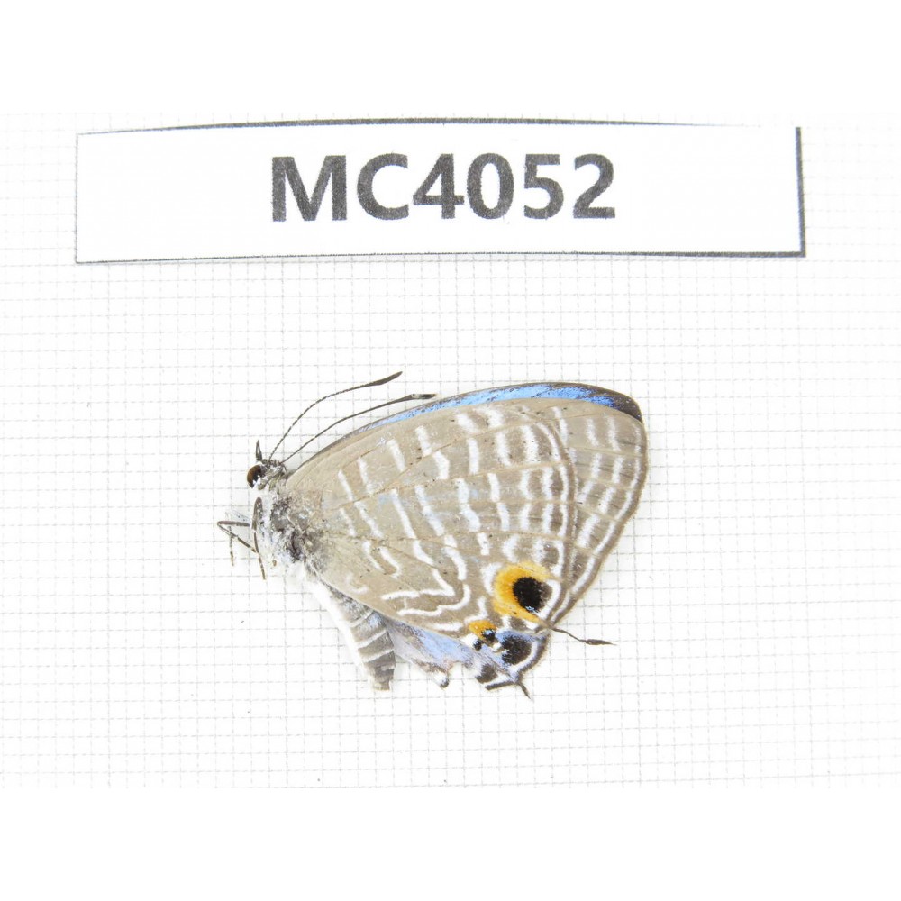 Jamides alecto. China, Guangxi, Nanning, Longan county, Mt.Xidamingshan.1M. MC4052.