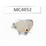 Jamides alecto. China, Guangxi, Nanning, Longan county, Mt.Xidamingshan.1M. MC4052.