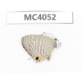 Jamides alecto. China, Guangxi, Nanning, Longan county, Mt.Xidamingshan.1M. MC4052.