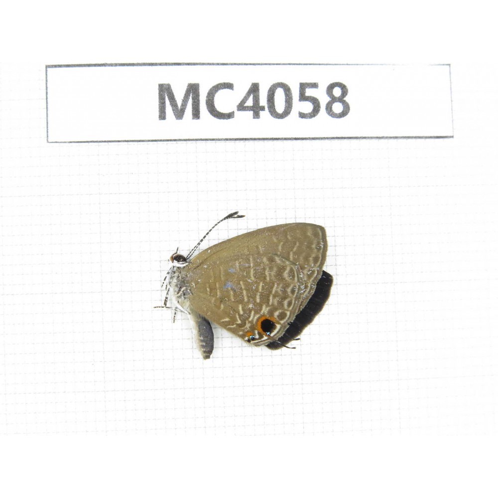 Jamides bochus. China, Guangxi, Nanning, Longan county, Mt.Xidamingshan. 1M. MC4058.
