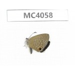 Jamides bochus. China, Guangxi, Nanning, Longan county, Mt.Xidamingshan. 1M. MC4058.