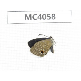 Jamides bochus. China, Guangxi, Nanning, Longan county, Mt.Xidamingshan. 1M. MC4058.