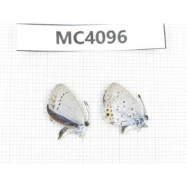 Everes argiades. China, Inner Mongolia, Hulunbeier, Mt.Daxinganling. 2M. MC4096.