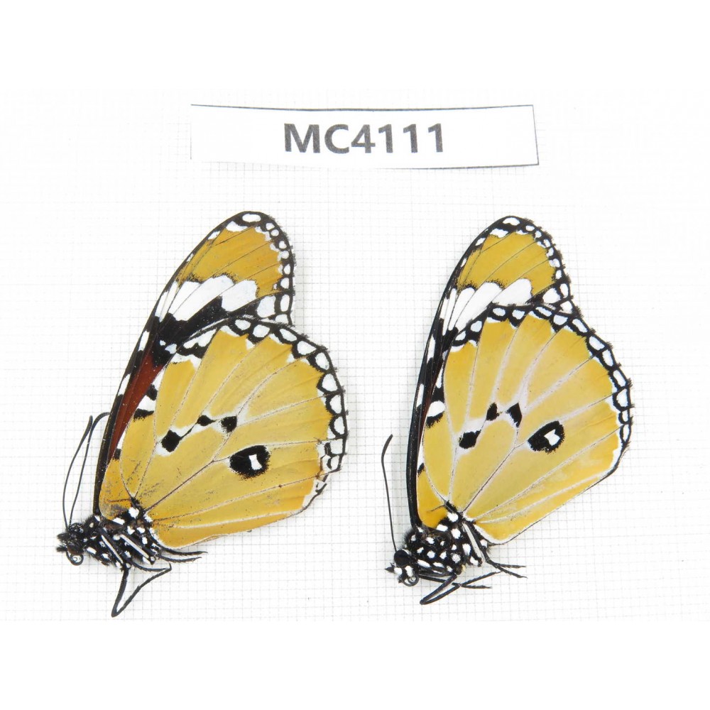 Danaus chrysippus. China, Yunnan, Kunming, Dongchuan. 2M. MC4111.