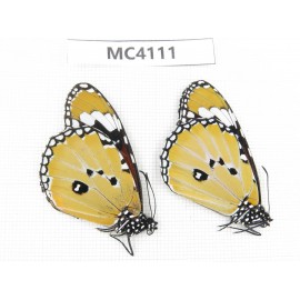 Danaus chrysippus. China, Yunnan, Kunming, Dongchuan. 2M. MC4111.