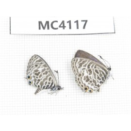 Syntarucus plinius. China, Yunnan, Kunming, Dongchuan. 2M. MC4117.