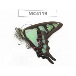 Graphium cloanthus ssp. China, Yunnan, Kunming, Dongchuan. 1M. MC4119.