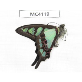 Graphium cloanthus ssp. China, Yunnan, Kunming, Dongchuan. 1M. MC4119.