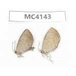 Miletus mallus. China, Guangxi, Baise area, Mt.Cenwanglaoshan. 2M. MC4143.