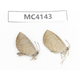 Miletus mallus. China, Guangxi, Baise area, Mt.Cenwanglaoshan. 2M. MC4143.