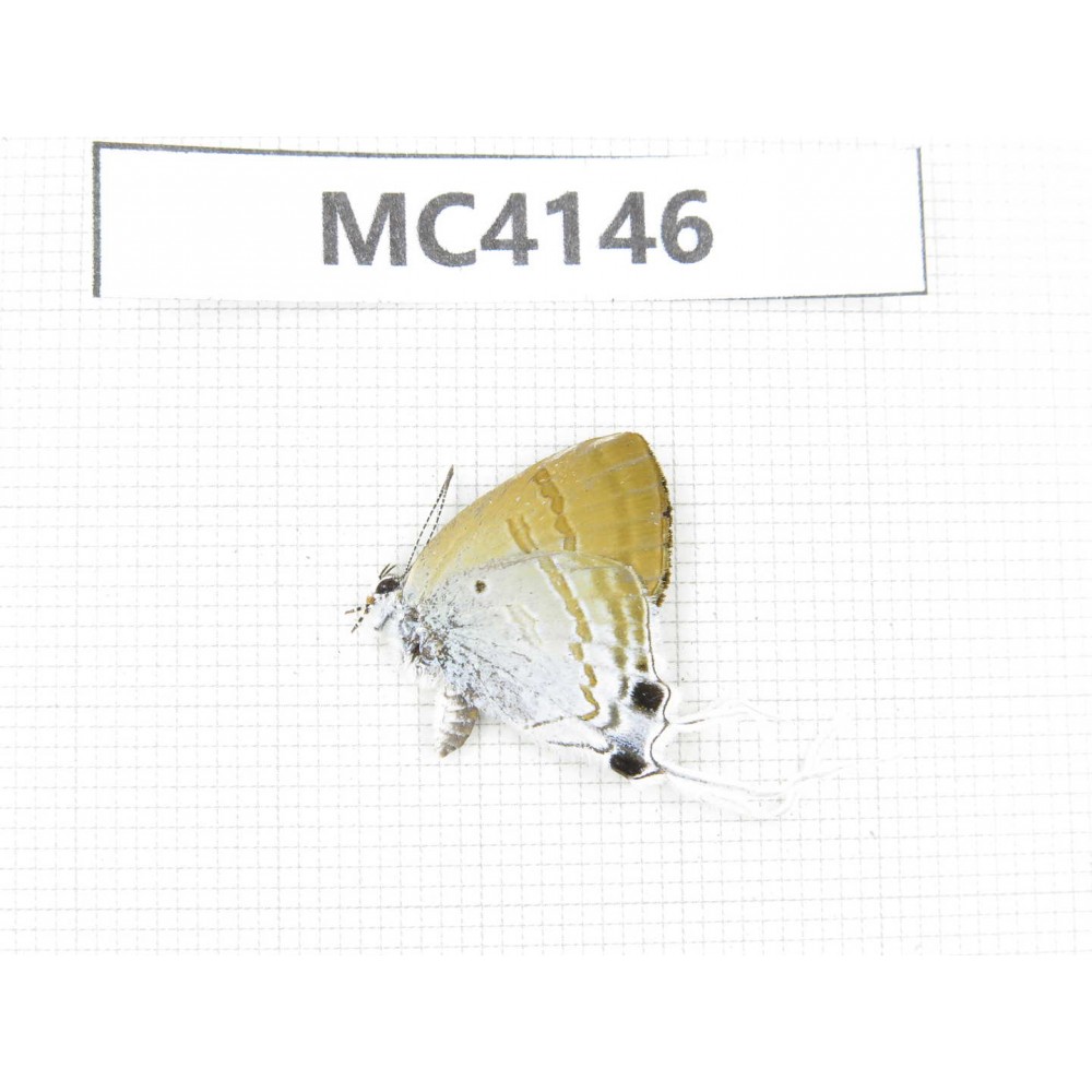 Zeltus amasa. China, Guangxi, Baise area, Mt.Cenwanglaoshan. 1M. MC4146.