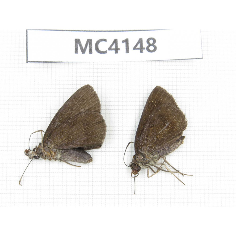 Erynnis pelias. China, Guangxi, Baise area, Mt.Cenwanglaoshan. 2M. MC4148.