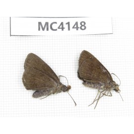 Erynnis pelias. China, Guangxi, Baise area, Mt.Cenwanglaoshan. 2M. MC4148.