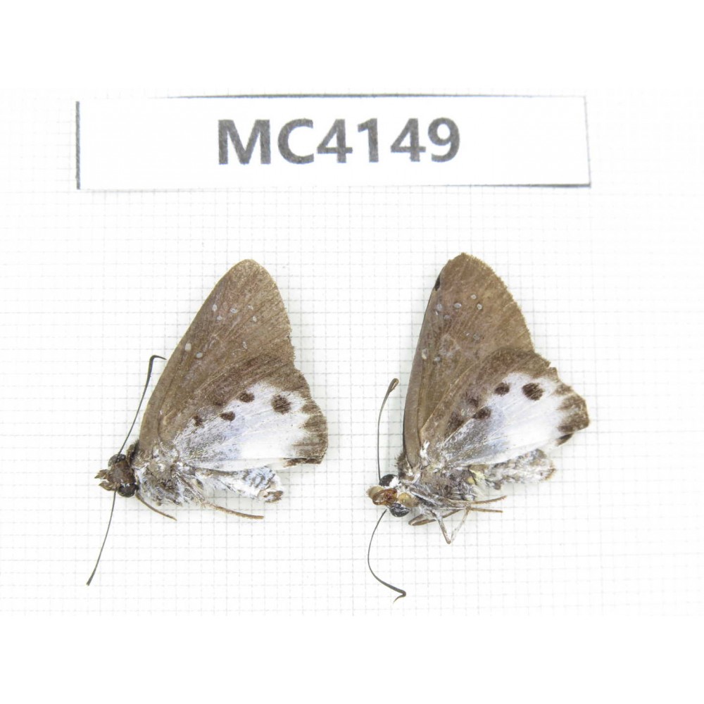 Tagiades litigiosa. China, Guangxi, Baise area, Mt.Cenwanglaoshan. 2M. MC4149.