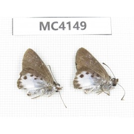 Tagiades litigiosa. China, Guangxi, Baise area, Mt.Cenwanglaoshan. 2M. MC4149.