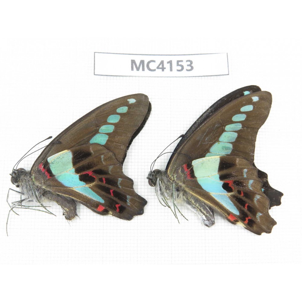 Graphium sarpedon ssp. China, Guangxi, Baise, Mt.Cenwanglaoshan. 2M. MC4153.