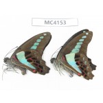 Graphium sarpedon ssp. China, Guangxi, Baise, Mt.Cenwanglaoshan. 2M. MC4153.