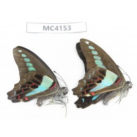 Graphium sarpedon ssp. China, Guangxi, Baise, Mt.Cenwanglaoshan. 2M. MC4153.